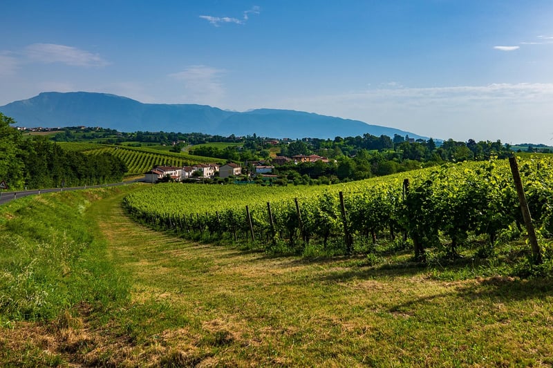Romantic Vineyards